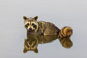 Images Dated 10th June 2024: Raccoon feeding in wetland, Marion County, Illinois