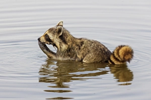Images Dated 10th June 2024: Raccoon feeding in wetland, Marion County, Illinois