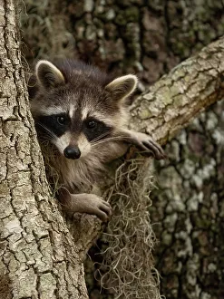 Images Dated 2022 August: Raccoon, Florida, USA