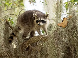Images Dated 23rd August 2022: Raccoon, Florida, USA