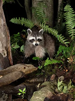Images Dated 15th June 2022: Raccoon, Pennsylvania, USA