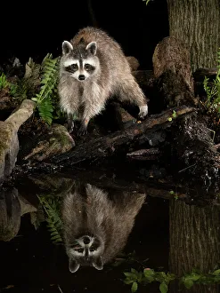Images Dated 15th June 2022: Raccoon, Pennsylvania, USA