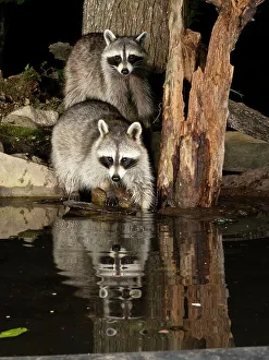 Images Dated 15th June 2022: Raccoon, Pennsylvania, USA