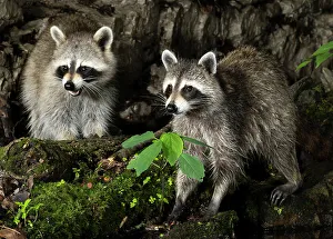 Images Dated 15th June 2022: Raccoon, Pennsylvania, USA