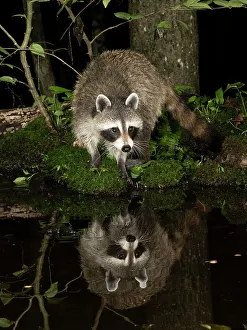 Images Dated 15th June 2022: Raccoon, Pennsylvania, USA