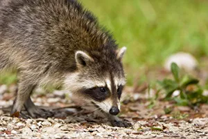 Images Dated 28th February 2005: The raccoon, Procyon