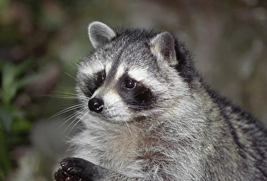 Biology Prints: Raccoon, (Procyon lotor) foraging, western Washington, USA