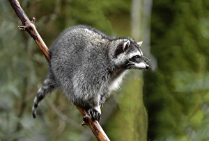 Climbing Prints: Raccoon (Procyon lotor) in tree, western Washington, USA