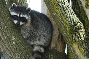 Rest Prints: Raccoon, Skagit Valley, Washington