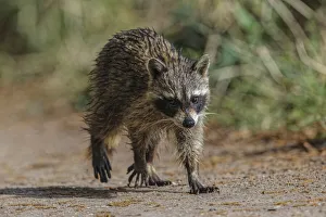 Grazing Prints: Raccoon walking, Circle B Ranch, Florida