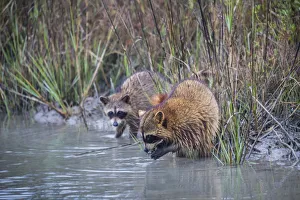 Aransas County Prints: Raccoons (Procyon lotor) feeding