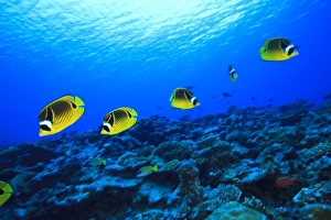 Uninhabited Prints: Racoon Butterflyfish (Chaetodon lunula), North Huvadhoo Atoll, Southern Maldives