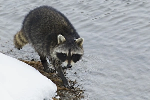 Ken Archer Prints: Racoon; winter foraging