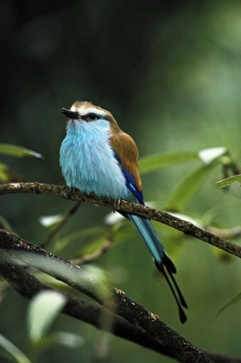 Roller Prints: Racquet-tailed Roller (Coracias Spatulata)