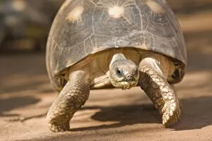 Radiated tortoise, Astrochelys radiata, with a decorated shell walking along sand in Madagascar