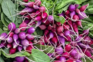 Food & Beverage Collection: Radishes, USA