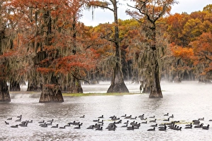 Images Dated 17th January 2024: Raft of American coots and morning mist on southern swamp, Caddo Lake, Texas