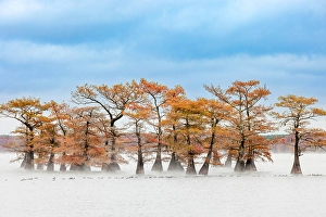 Images Dated 17th January 2024: Raft of American coots and morning mist on southern swamp, Caddo Lake, Texas
