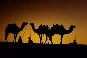 Ragasthan, India, Indian sub-continent, Young men resting with their camel at sunset