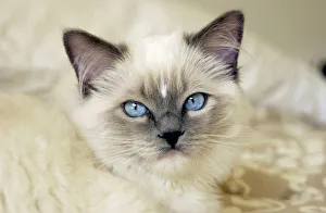 Blue Eye Prints: Ragdoll kitten