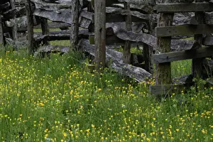 Center Prints: Rail fence and buttercup flowers Pioneer Homestead at Oconoluftee Visitor Center