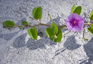Gulf Coast Prints: Railroad Vine (Ipomoea pes-caprae) Captiva Island, Florida