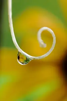 Raindrop Prints: Rain drop with flower reflected