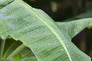 Banana Prints: Rain drops on Banana tree leafs at the Sirena Biological Station garden