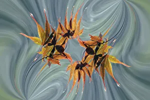 Raindrop Prints: Rain falling on Japanese Maple leaves in autumn, Louisville, Kentucky