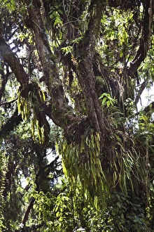 East Africa Prints: Rain forest with Kosobaum stocks, Ruwenzori, Uganda