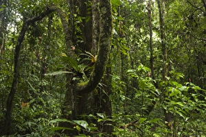 Images Dated 19th March 2009: Rain Forest Understory Cocaya River. Eastern Amazon Rain Forest. Border of PERU &ECUADOR