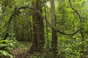Cocaya River Prints: Rain Forest Understory Cocaya River. Eastern Amazon Rain Forest. Border of PERU &ECUADOR