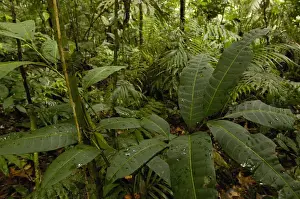Rainforest Prints: Rain Forest Understory Yasuni National Park Biosphere Reserve Amazon Rain Forest