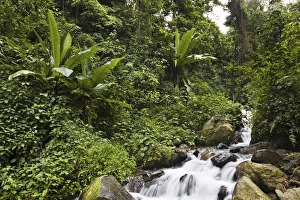 East Africa Prints: Rain forest with wild banana, Ruwenzori, Uganda