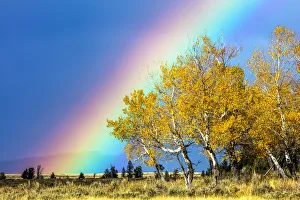Golden Prints: Rainbow over Aspens, Grand Teton National Park, Wyoming