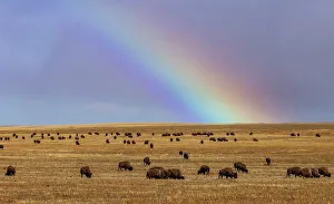 Rainbow Prints: Rainbow over the Blackfeet Nation Bison herd near Browning, Montana, USA
