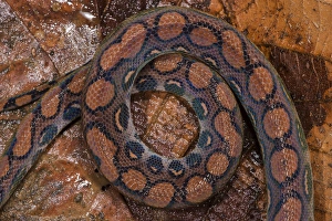 Juvenile Prints: Rainbow Boa (Epicrates cenchria cenchria) Amazon, ECUADOR