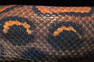 Part Of Prints: Rainbow Boa (Epicrates cenchria cenchria) CAPTIVE Amazon rainforest, ECUADOR