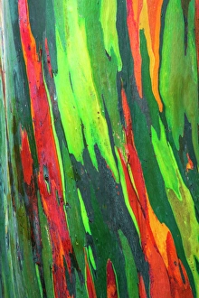 Multicolor Prints: Rainbow Eucalyptus, Arenal Volcano National Park, Alajuela Province, Costa Rica