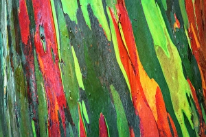 Multicolor Prints: Rainbow Eucalyptus, Arenal Volcano National Park, Alajuela Province, Costa Rica