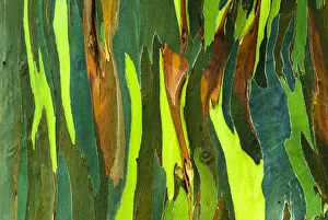 Images Dated 5th July 2006: Rainbow Eucalyptus bark (Eucalyptus deglupta - Mindanao Gum), Island of Kauai, Hawaii USA