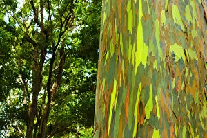 Images Dated 5th July 2006: Rainbow Eucalyptus bark (Eucalyptus deglupta - Mindanao Gum), Island of Kauai, Hawaii USA