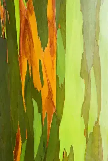 Rainbow Eucalyptus bark (Eucalyptus deglupta - Mindanao Gum), Island of Kauai, Hawaii USA