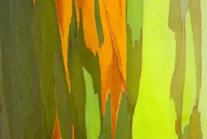 Landforms Prints: Rainbow Eucalyptus bark (Eucalyptus deglupta - Mindanao Gum), Island of Kauai, Hawaii USA