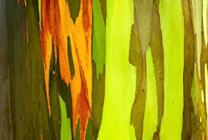 Unique Prints: Rainbow Eucalyptus bark (Eucalyptus deglupta - Mindanao Gum), Island of Kauai, Hawaii USA