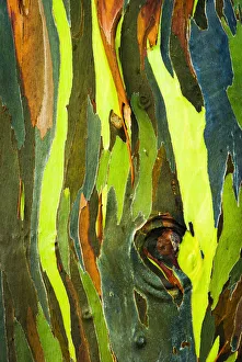 Images Dated 5th July 2006: Rainbow Eucalyptus bark (Eucalyptus deglupta - Mindanao Gum), Island of Kauai, Hawaii USA