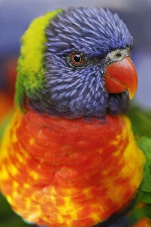 Australia Gallery: Rainbow lorikeet, native to Australia