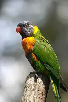 Parrot Prints: Rainbow Lorikeet (Trichoglossus haematodus moluccanus), Australia