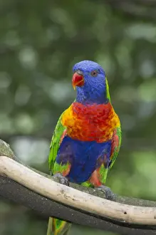 Rainbow lorikeet (Trichoglossus haematodus) native to Australia
