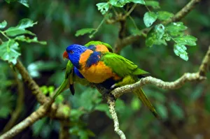 Sight See Prints: Rainbow Lorikeets